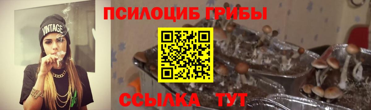 Псилоцибиновые грибы Psilocybe Хасавюрт